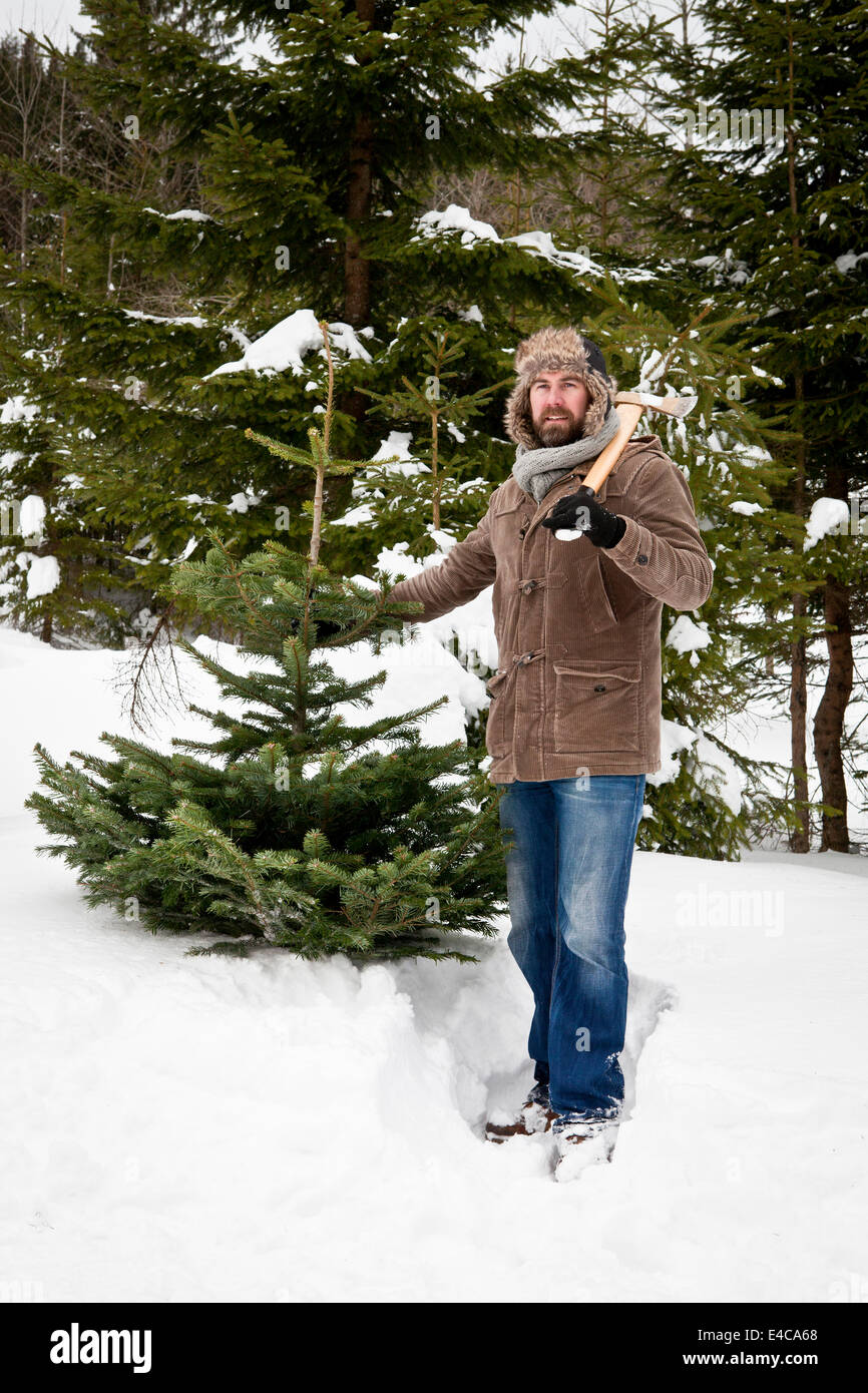 Uomo con ax sorge da albero di Natale nel paesaggio innevato, Baviera, Germania Foto Stock