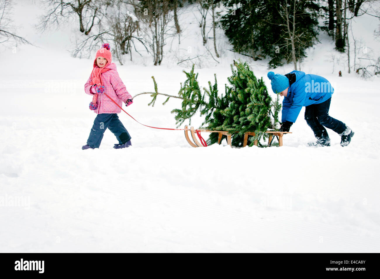 Fratello e Sorella e tirando la slitta con albero di Natale nel paesaggio innevato, Baviera, Germania Foto Stock