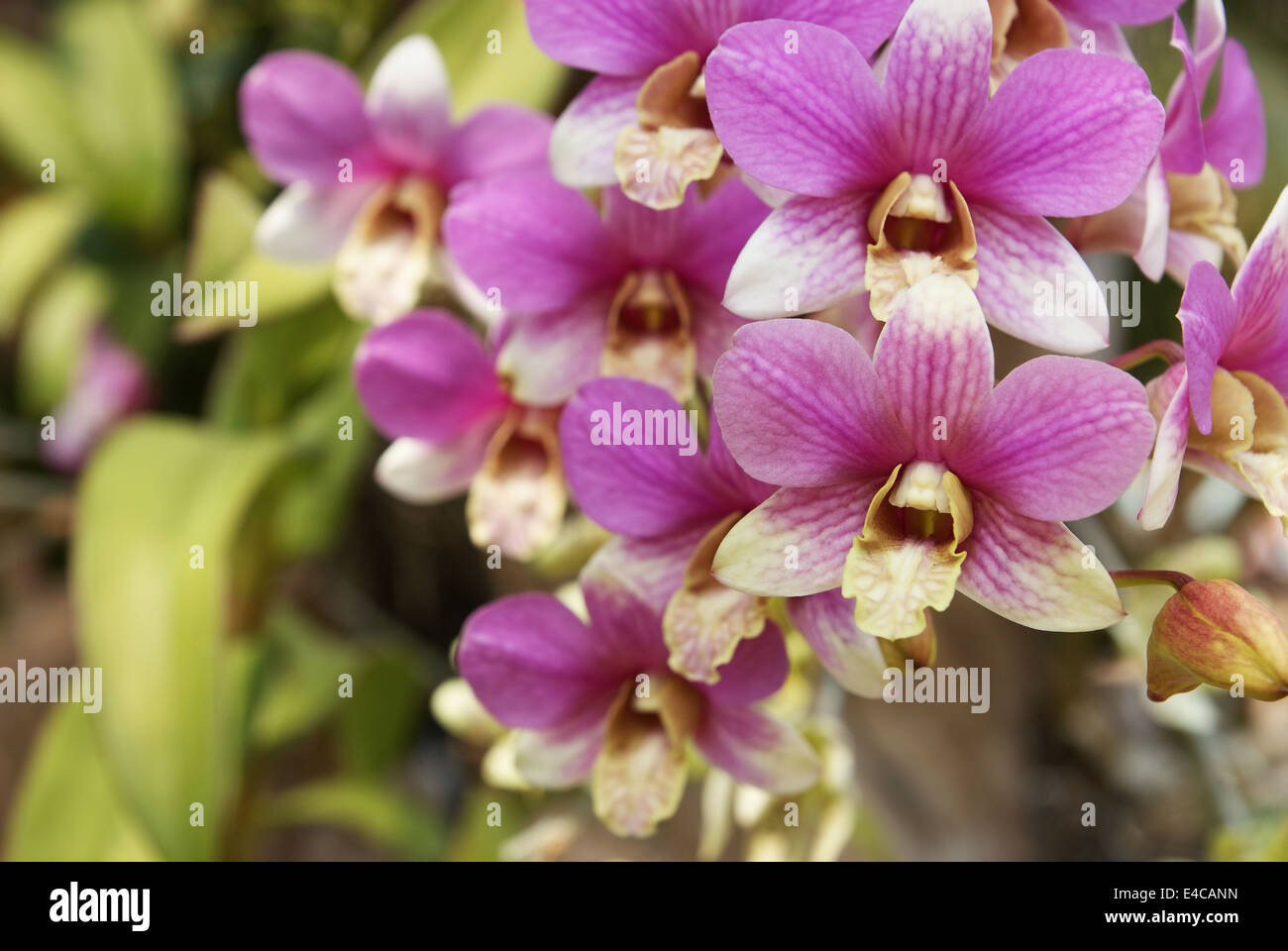 Orchidea viola Foto Stock