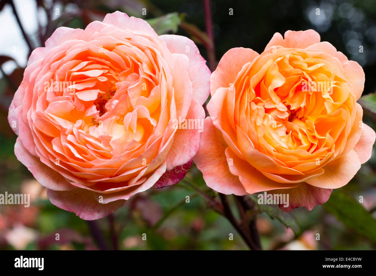 Twin dei fiori di rosa inglese, Rosa 'Lady Emma Hamilton' Foto Stock