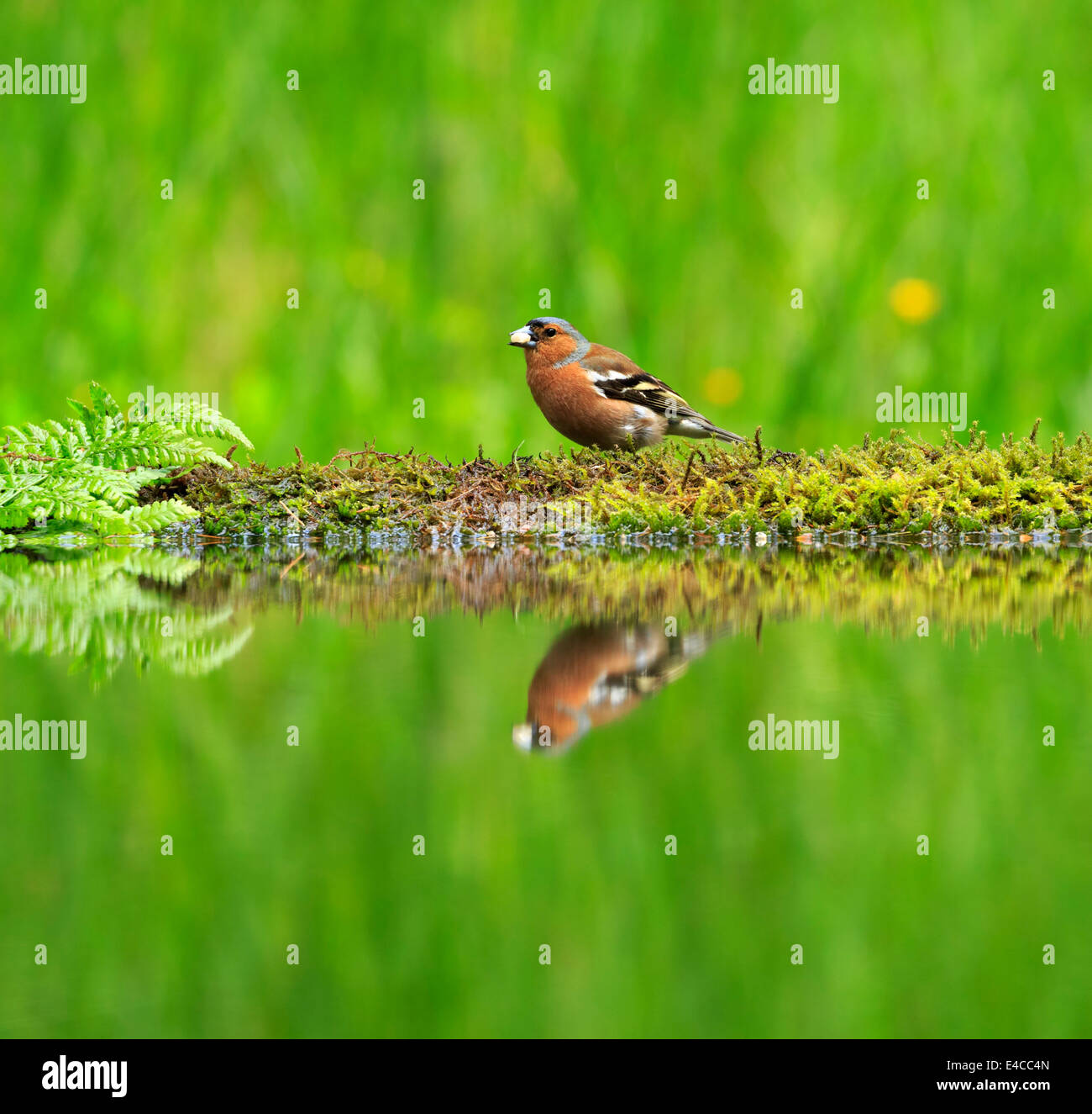 Comune, fringuello Fringilla coelebs, maschio con dado a becco Foto Stock