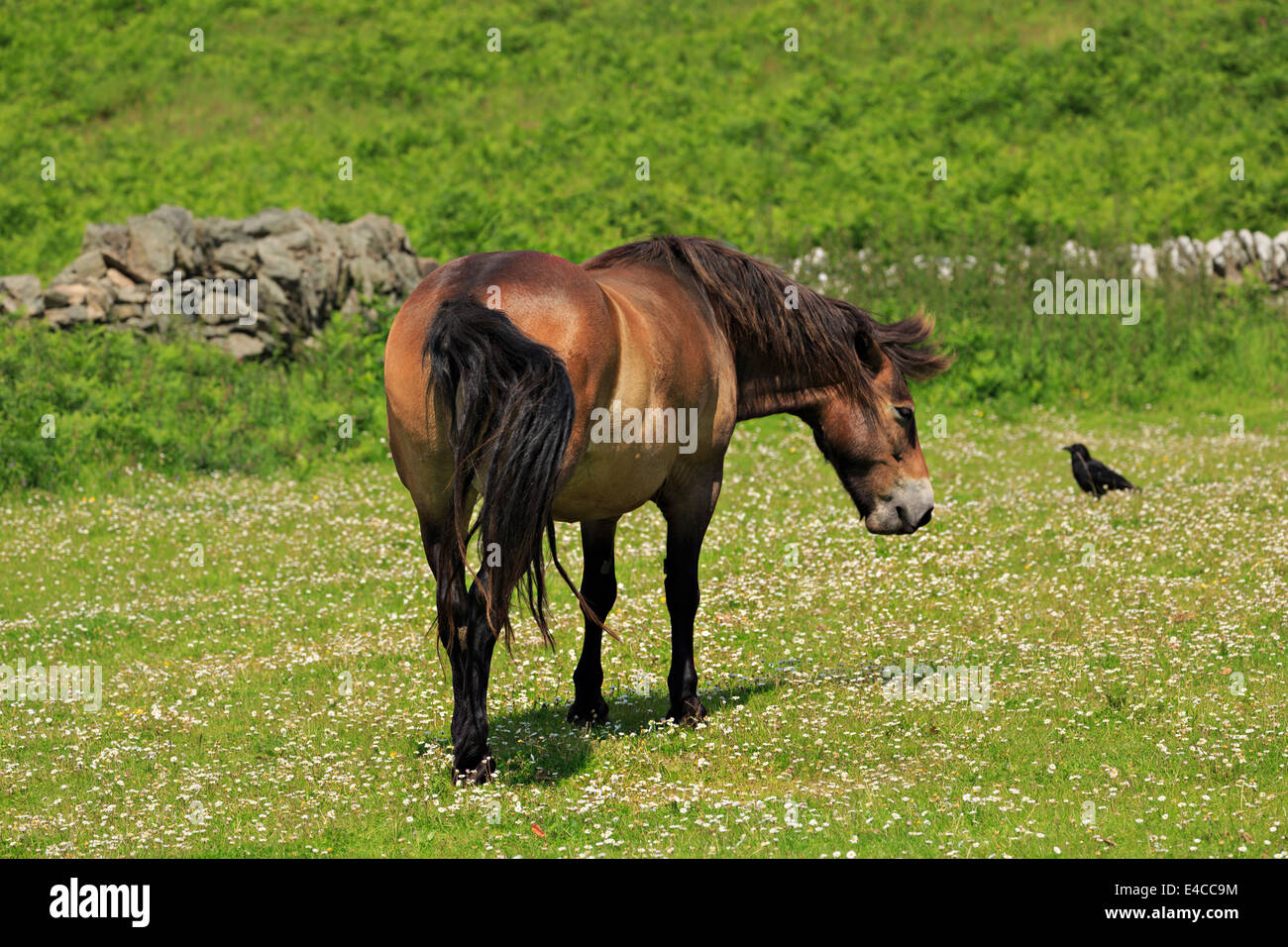 Exmoor pony pascolo Foto Stock