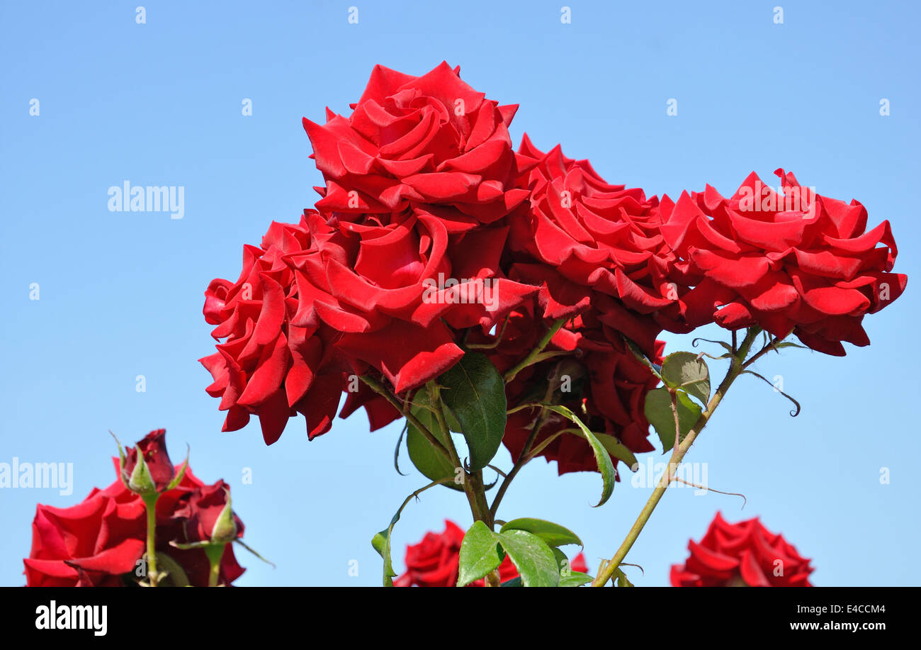 Bella rosa rossa boccola Foto Stock