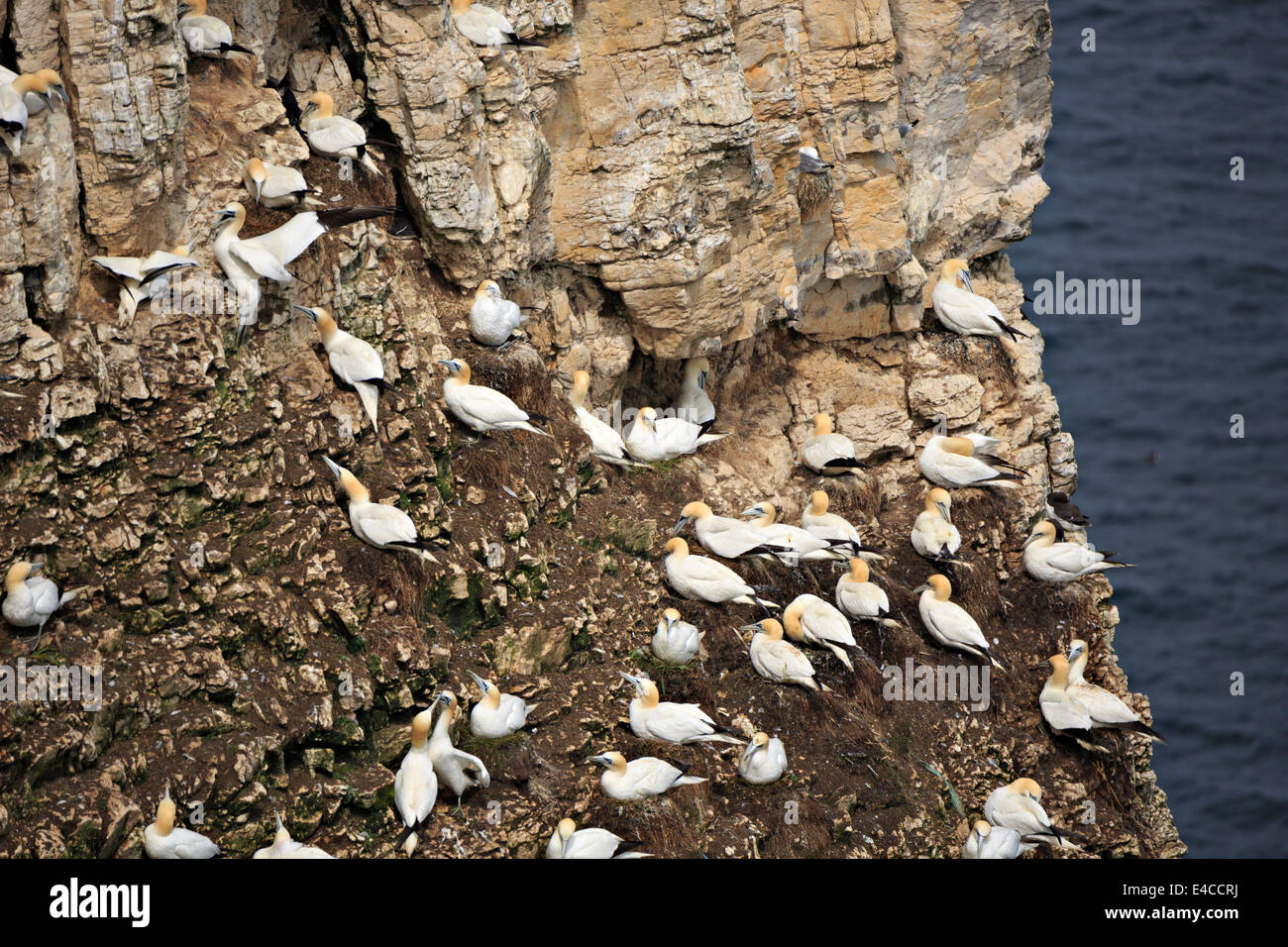 Northern Gannet, Morus bassanus. Sule nido in RSPB Bempton Cliffs ai primi di giugno. Foto Stock