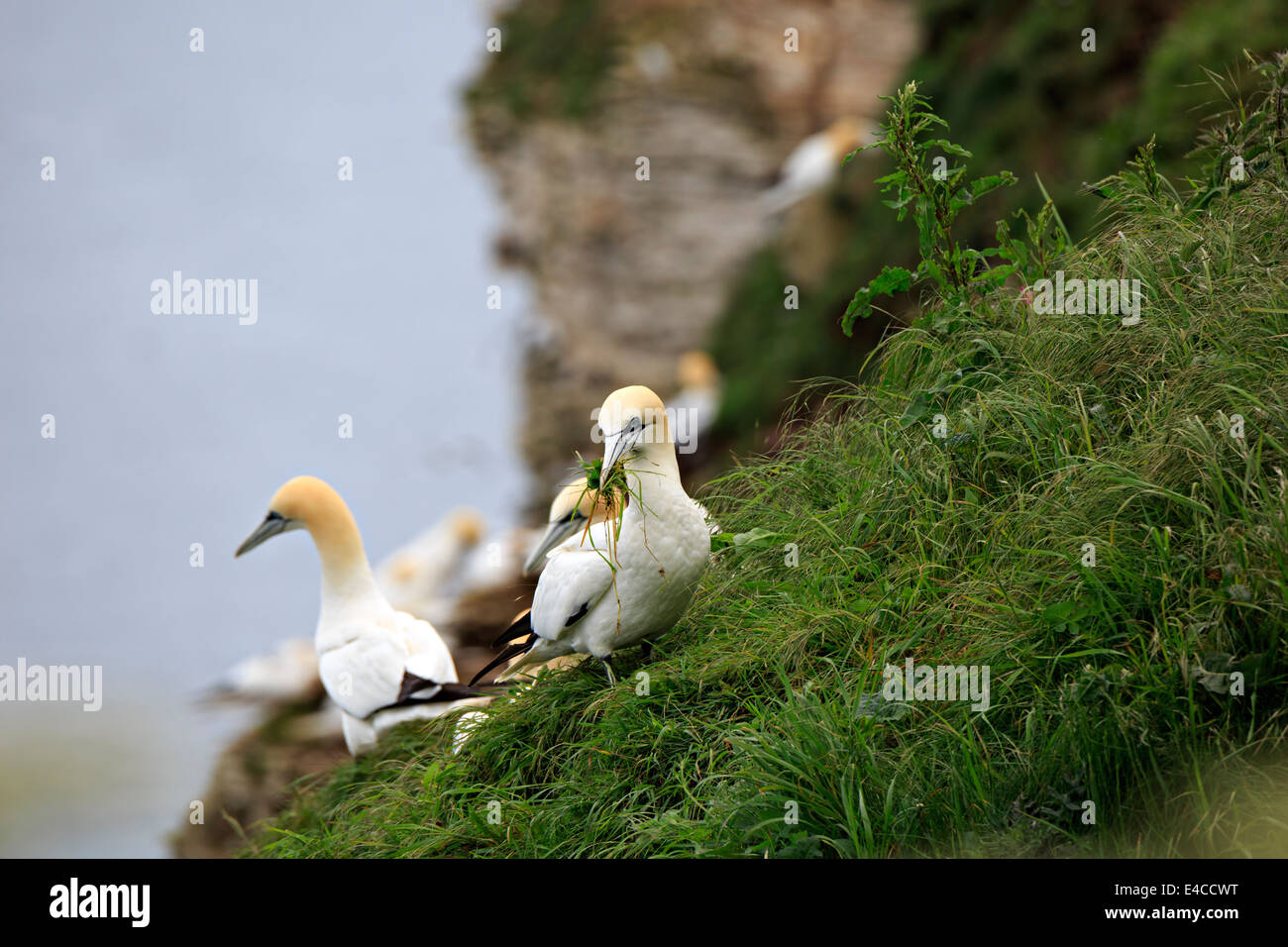 Northern Gannet, Morus bassanus. Sule raccogliere materiali di nidificazione a RSPB Bempton Cliffs ai primi di giugno. Foto Stock
