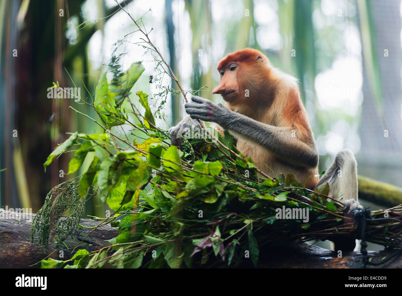 Il Sud Est asiatico, Singapore, Singapore Zoo, proboscide scimmia, Nasalis larvatus Foto Stock