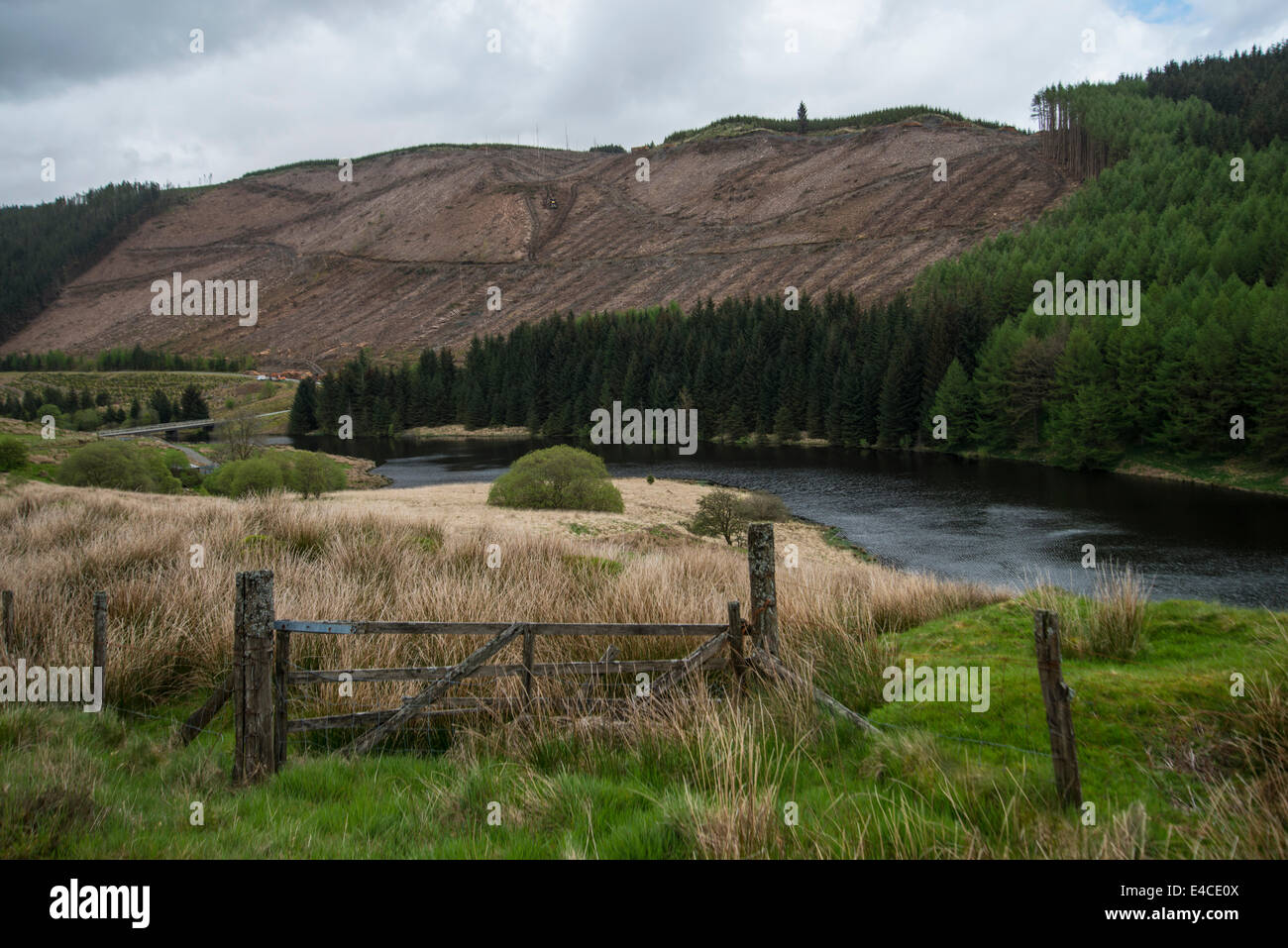 Nuova Area abbattuto di legname, territorio della commissione forestale, Llynn Brianne, POWYS, GALLES Foto Stock