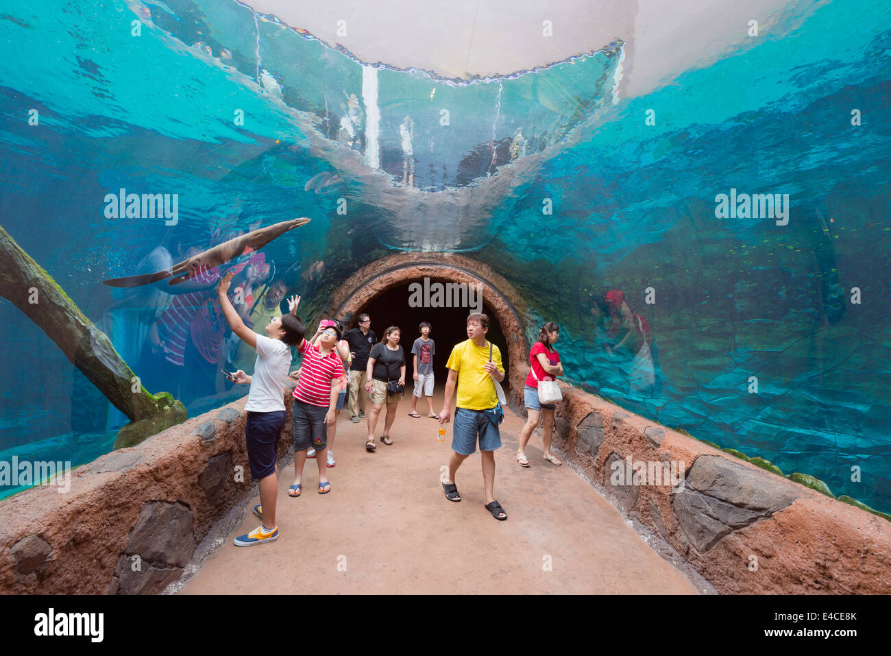 Il Sud Est asiatico, Singapore, Singapore Zoo Safari sul fiume, lontra gigante, Pteronura brasiliensis Foto Stock
