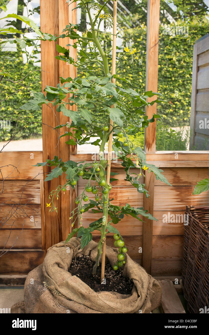 Solanum lycopersicum, Solanum tuberosum. Impianto TomTato ad RHS Harlow Carr Gardens. Harrogate, Inghilterra Foto Stock