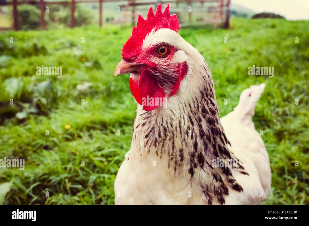 In prossimità di una scelta libera di pollo in un campo Foto Stock