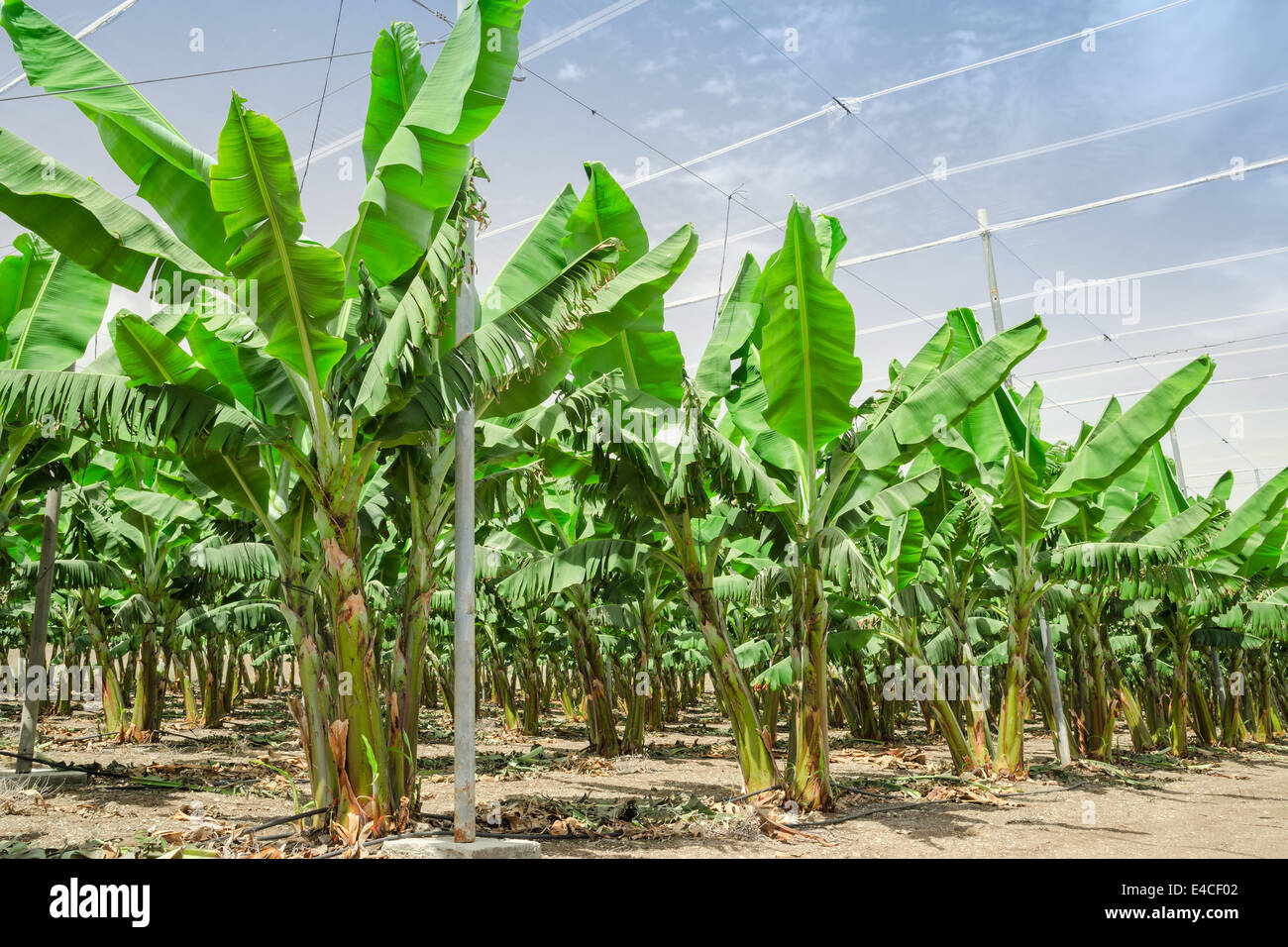 Banana palme righe coltivati sul Medio Oriente del frutteto plantation contro il cielo blu Foto Stock
