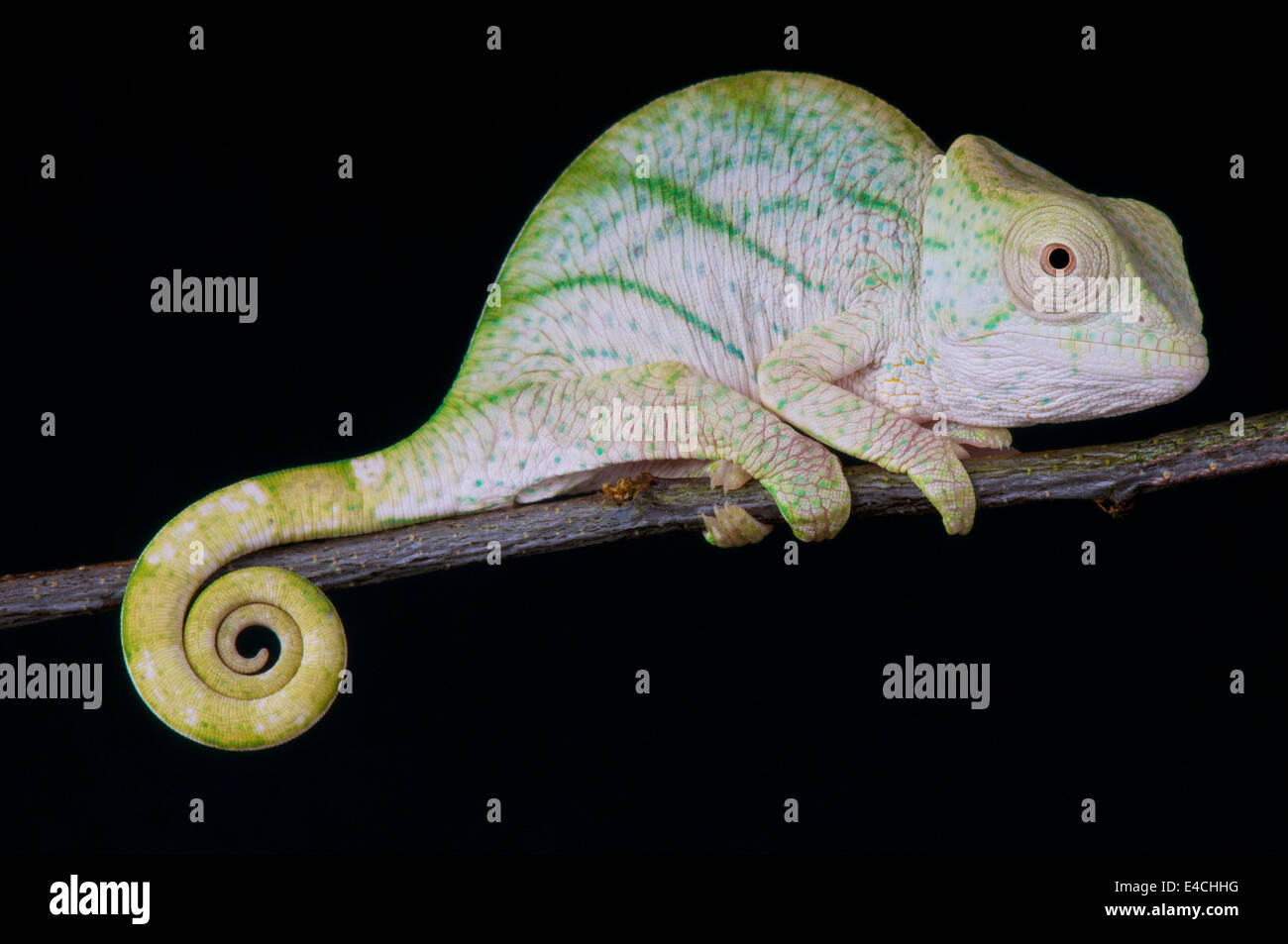 Parson Chameleon / Calumma parsonii Foto Stock