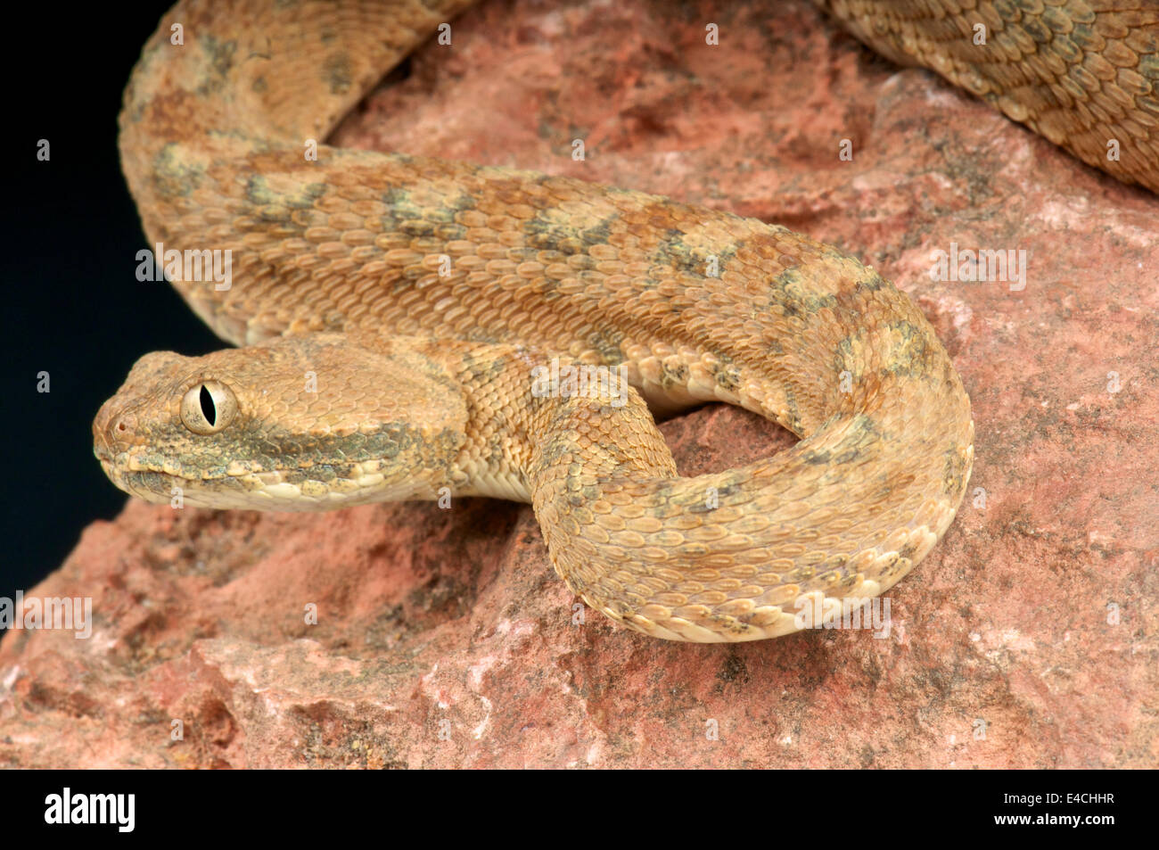 La Palestina ha visto-scaled viper / Echis coloratus Foto Stock