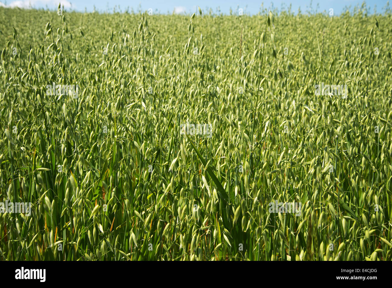 La Cornovaglia. Penisola di Roseland. Campo di avena crescenti Foto Stock