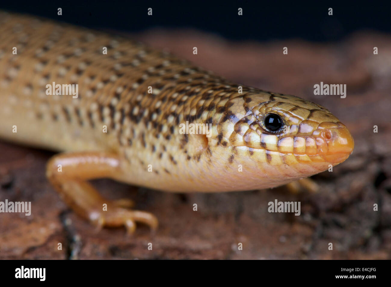Ocellated skink / Chalcides ocellatus Foto Stock