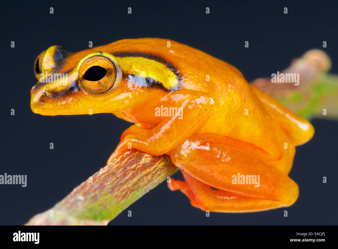Golden sedge frog / Hyperolius puncticulatus Foto Stock