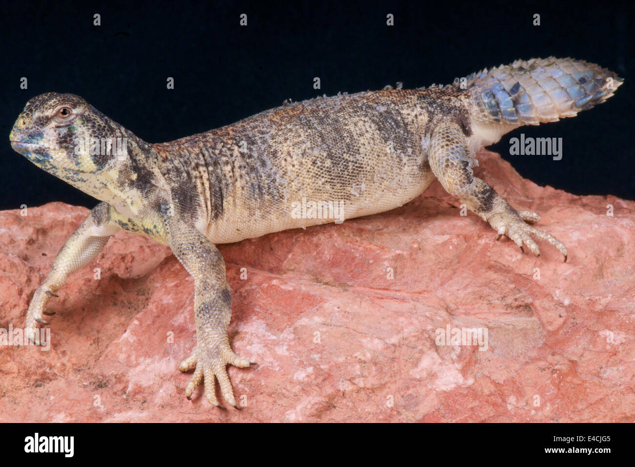Spinosa Omani-tailed lizard / Uromastyx thomasi Foto Stock