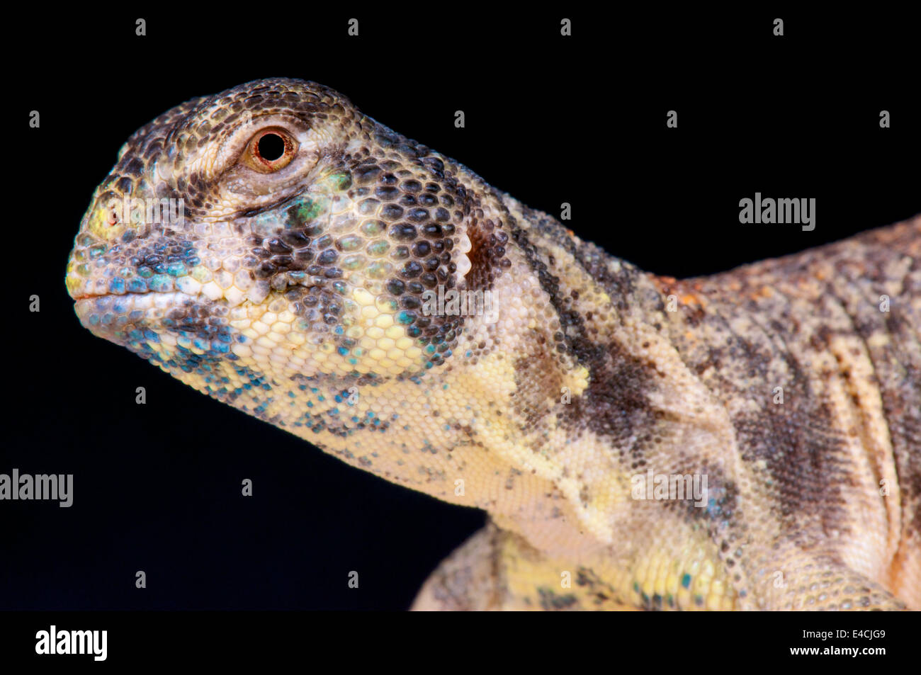 Spinosa Omani-tailed lizard / Uromastyx thomasi Foto Stock