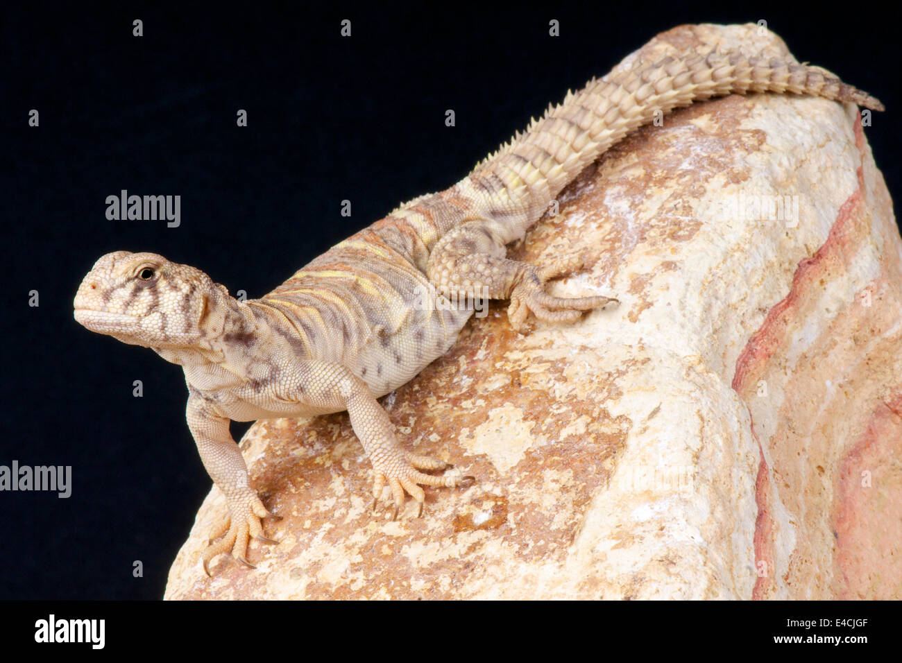 Mastigure / Uromastyx ornata Foto Stock