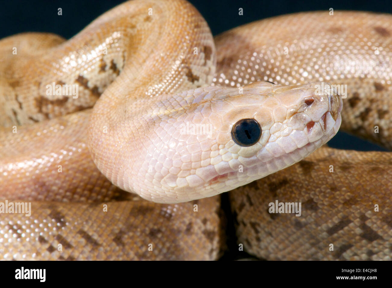 Birmano / Python Python molurus bivittatus Foto Stock