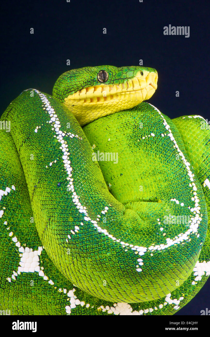 Superiore albero Amazon boa / Corallus batesii Foto Stock