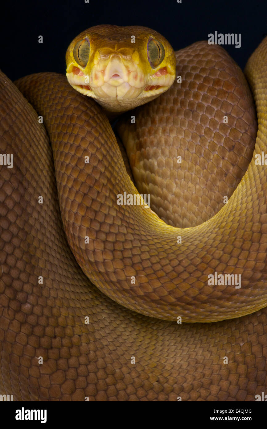Amazon tree boa / Corallus hortulanus Foto Stock