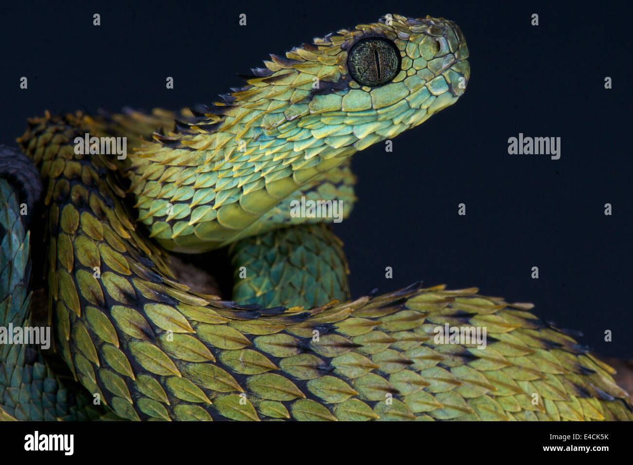 Bush spinoso viper / Atheris hispida Foto Stock