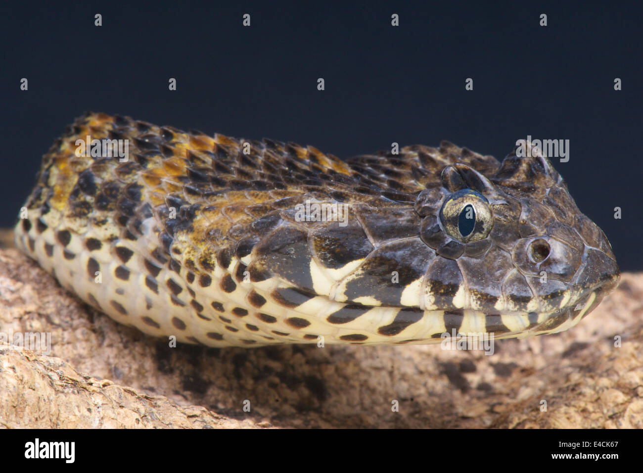 Rough-scaled death adder / Acanthophis rugoso Foto Stock