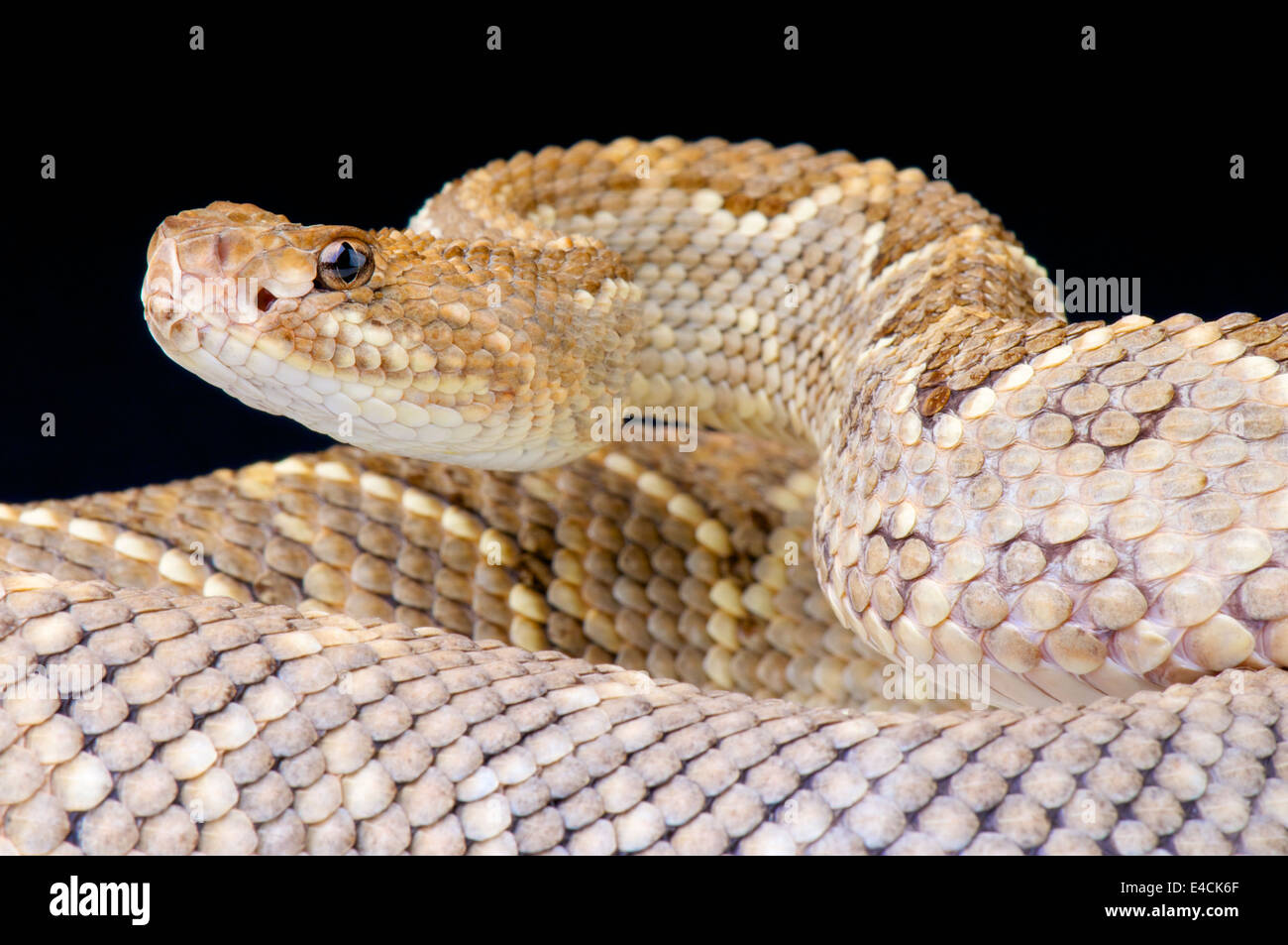 Aruba / rattlesnake Crotalus durissus unicolor Foto Stock