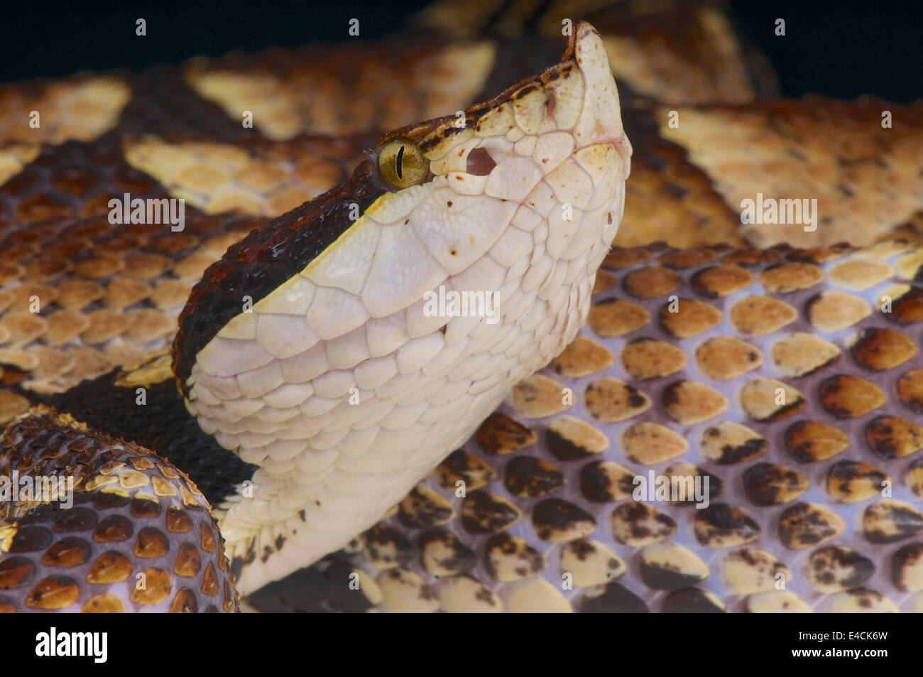 Centinaia di ritmo viper / Deinagkistrodon acutus Foto Stock