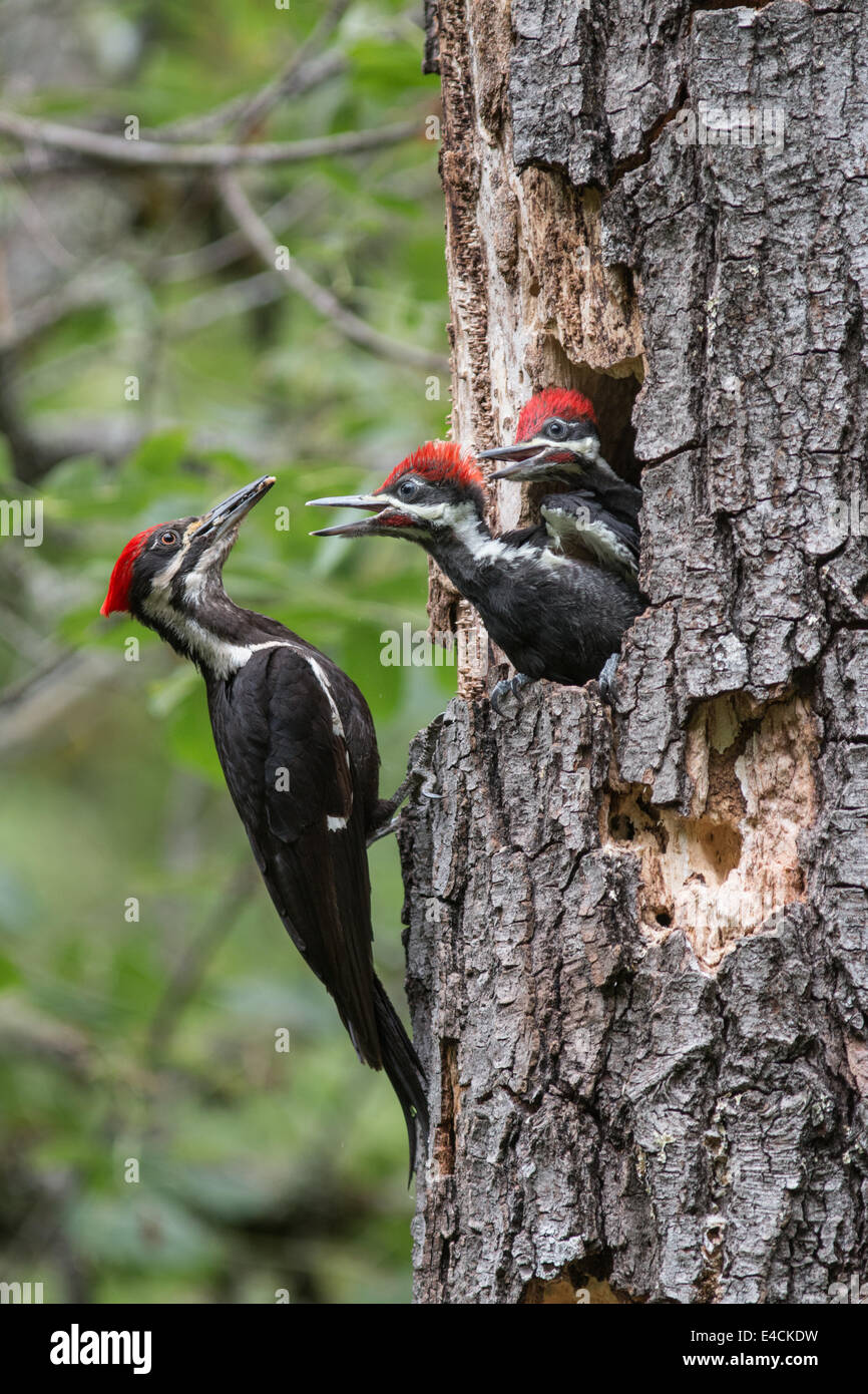 Picchio Pileated alimentazione di uccelli giovani, Sonoma County, California. Foto Stock