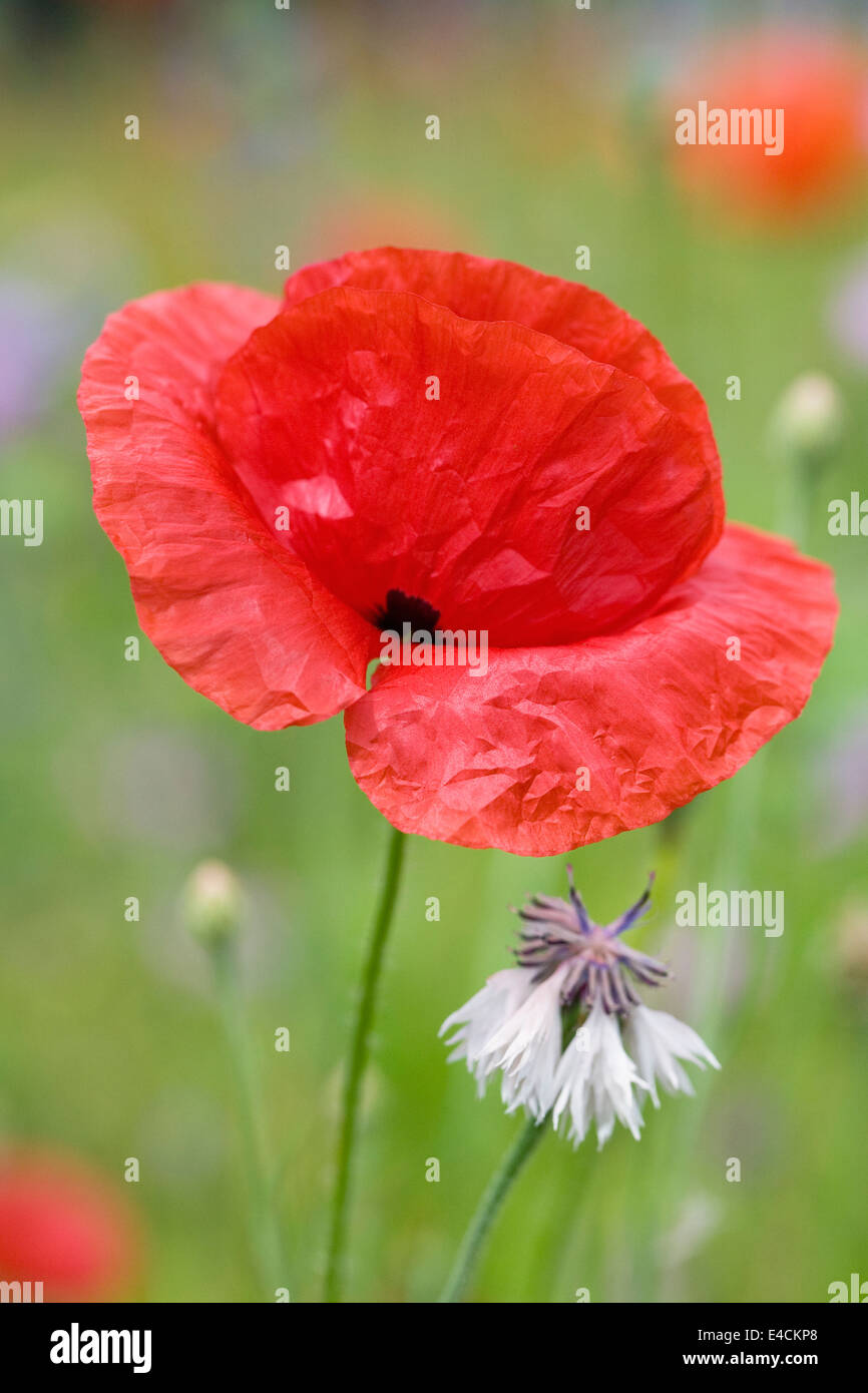 Papaver rhoeas. Poppies in crescita in un prato di fiori selvaggi. Foto Stock
