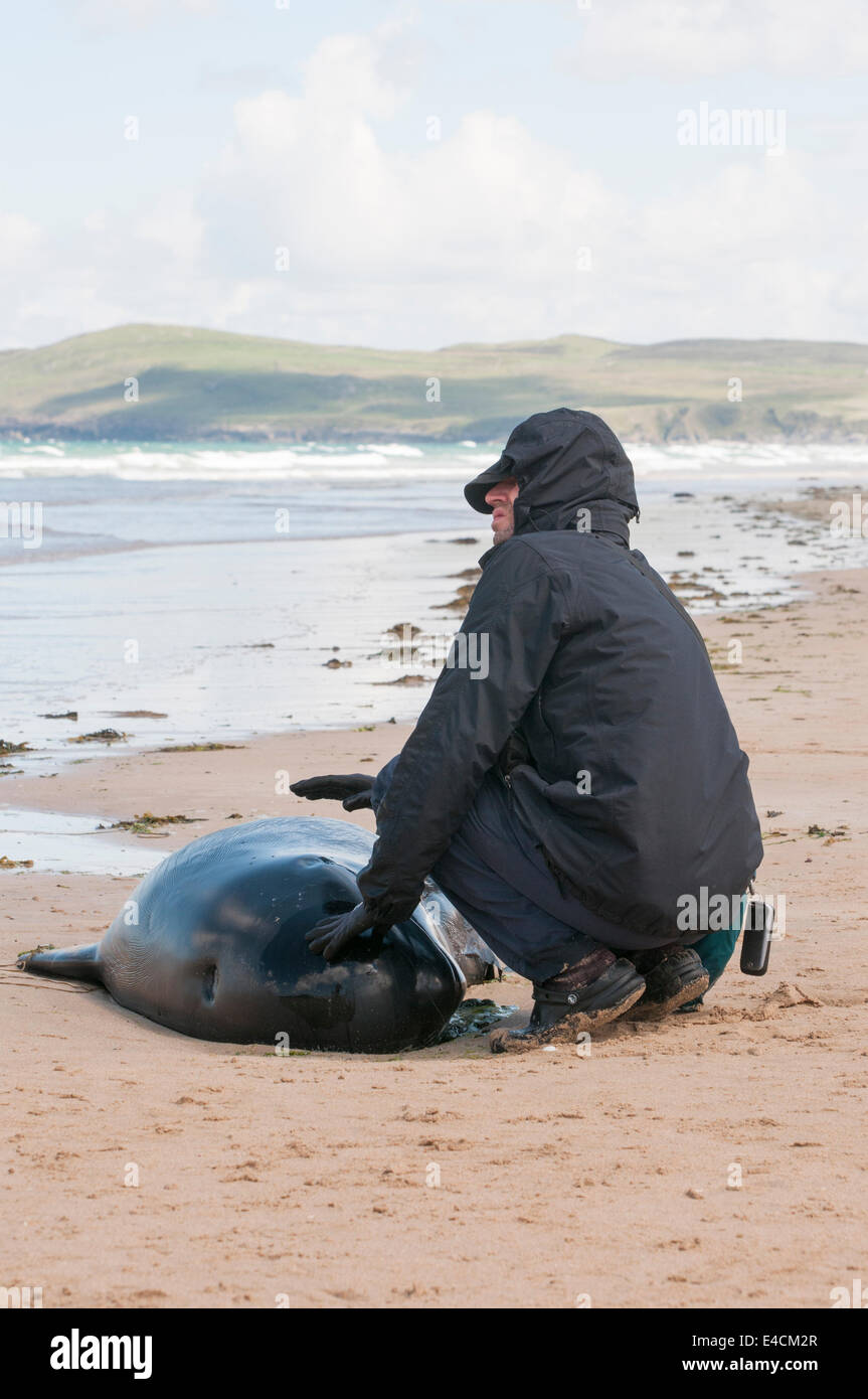 Falcarragh Strand, Donegal, Irlanda. 8 lug 2014 - Un uomo comfort uno dei dodici balene pilota prima di esso è morto dopo aver deliberatamente alaggio. Il pod inizialmente era stato salvato, ma spiaggiata una seconda volta. Credito: Stephen Barnes/Alamy Live News Foto Stock