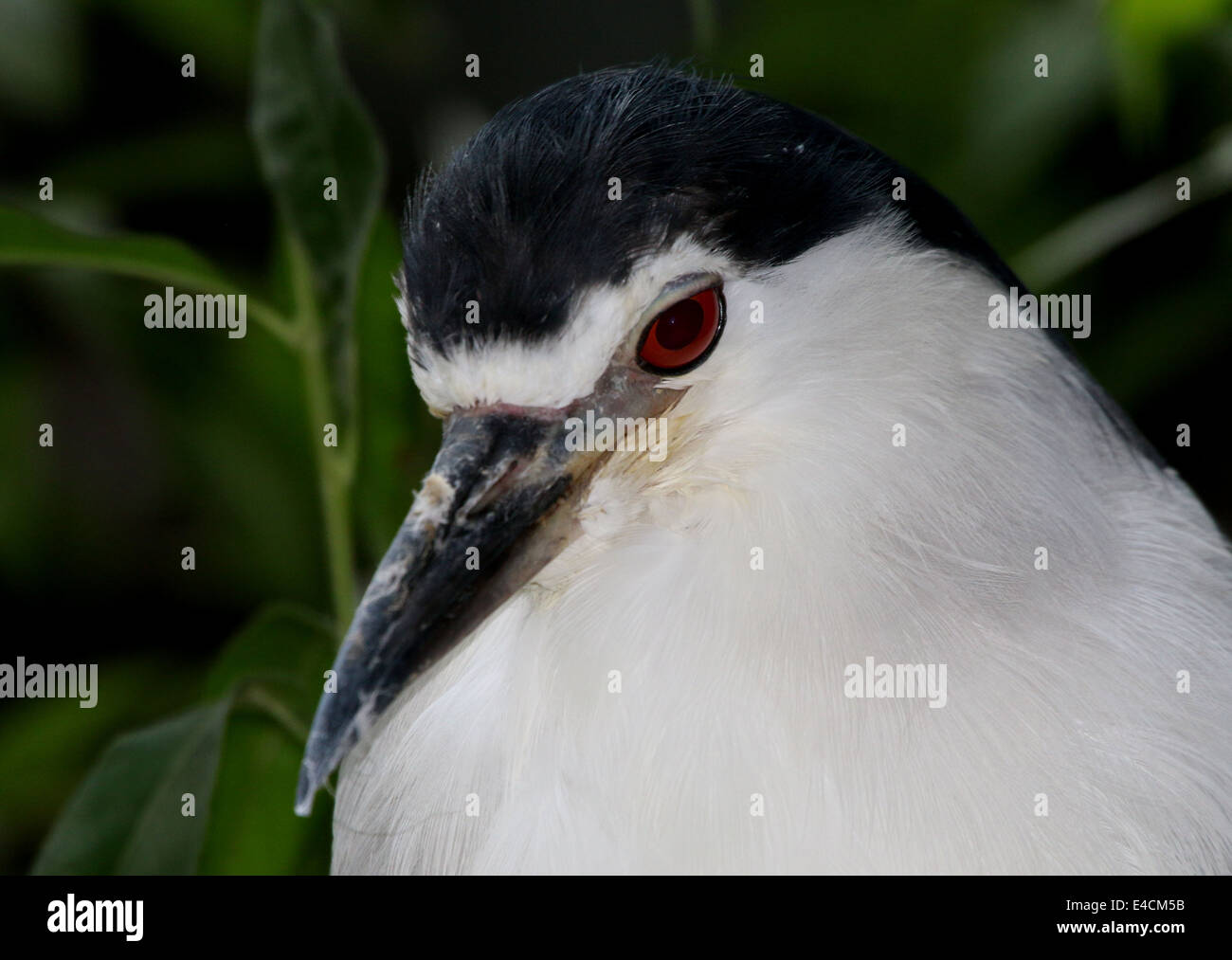 Nitticora (Nycticorax nycticorax) Foto Stock