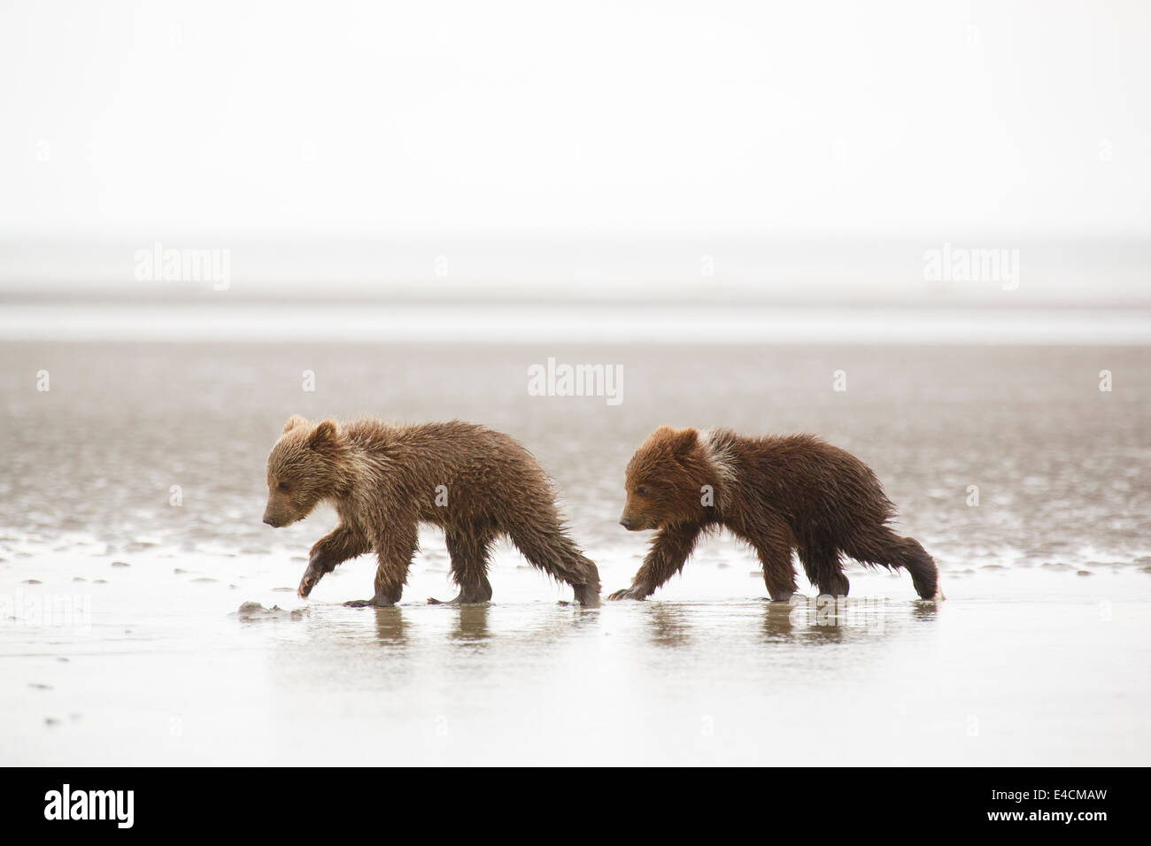 Marrone o Orso grizzly cubs, il Parco Nazionale del Lago Clark, Alaska. Foto Stock