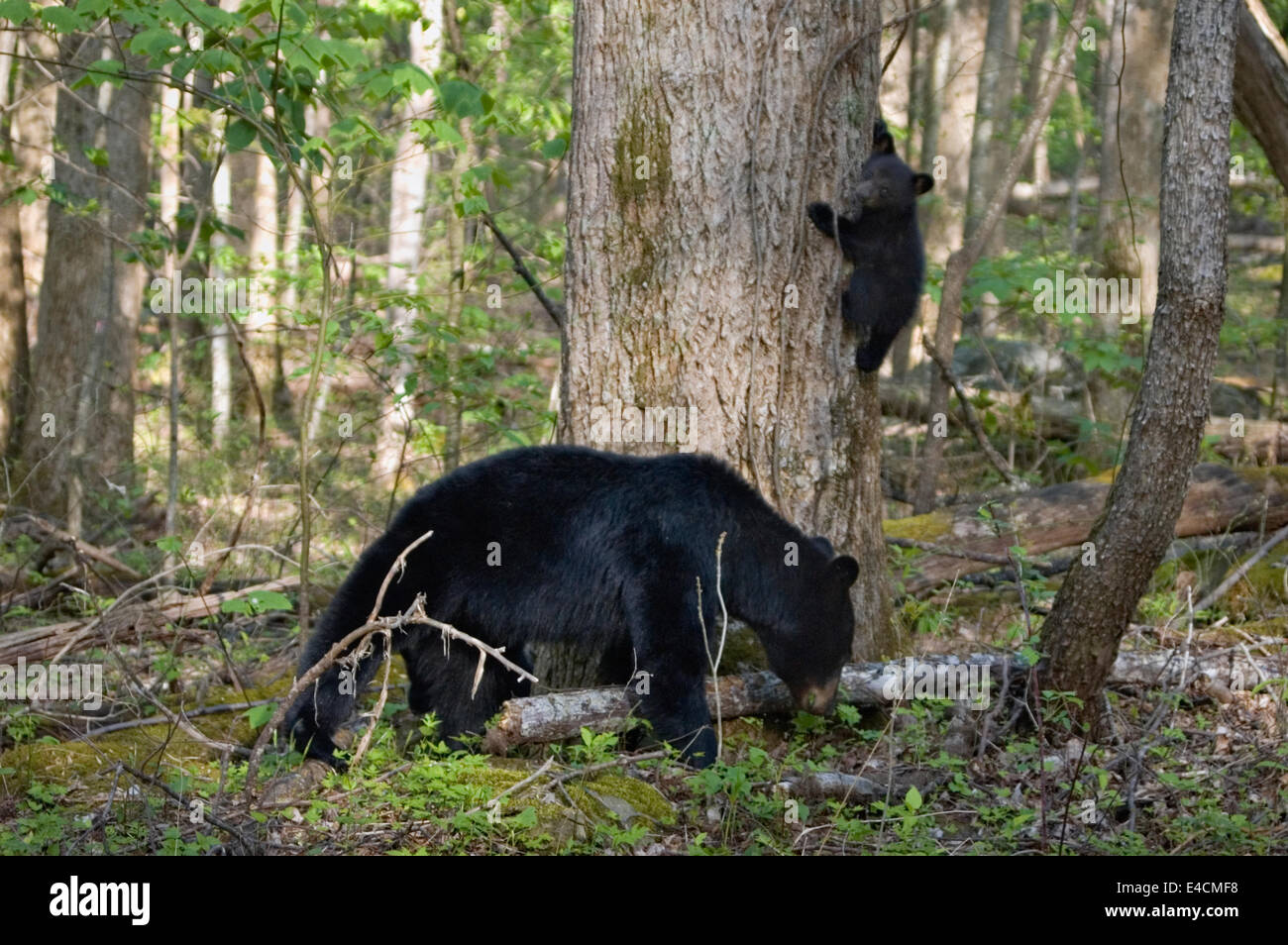 Black Bear Sow e Cub nella Foresta di primavera nel Parco Nazionale di Great Smoky Mountains in Tennnessee Foto Stock