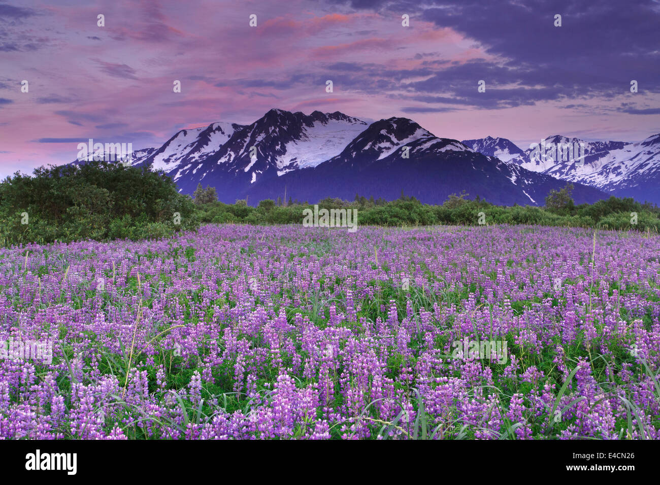 Campo di fiori selvatici di lupino lungo Turnagain Arm, Chugach National Forest, Alaska. Foto Stock