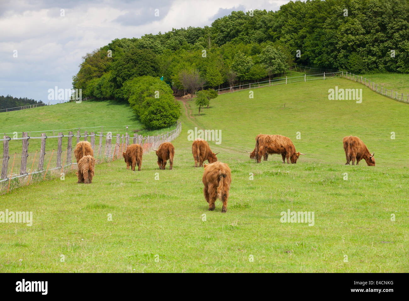 La mandria di Aberdeen Angus mangiare erba sul prato a molla Foto Stock