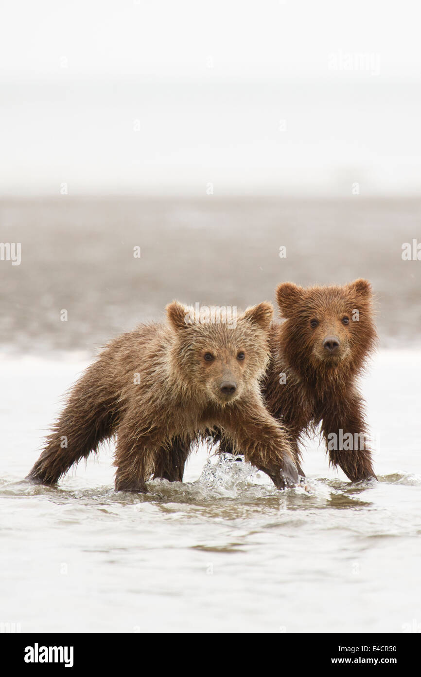 Marrone o Orso grizzly cubs, il Parco Nazionale del Lago Clark, Alaska. Foto Stock