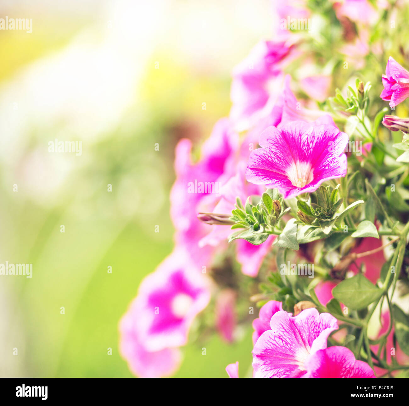 Fiori colorati nel profumato giardino Foto Stock