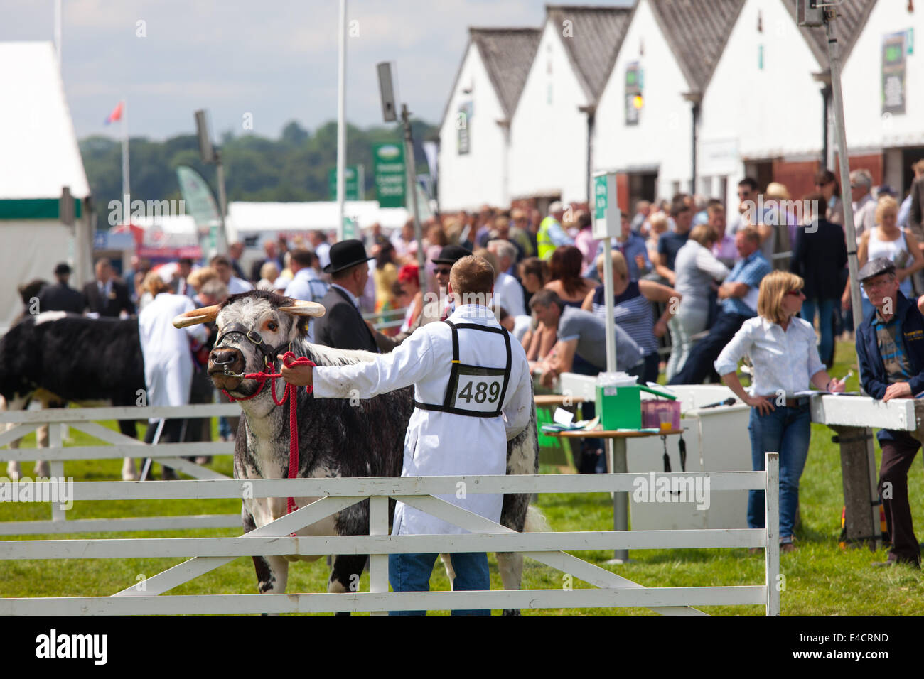 Concorso di bestiame al grande spettacolo dello Yorkshire 2014 Foto Stock