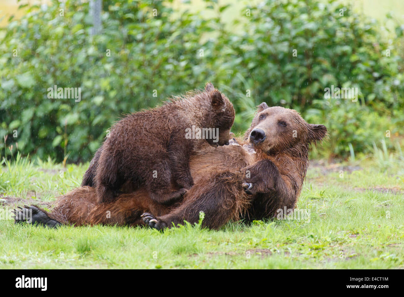 Un marrone o Orso grizzly sow molla infermieristica cubs, il Parco Nazionale del Lago Clark, Alaska. Foto Stock
