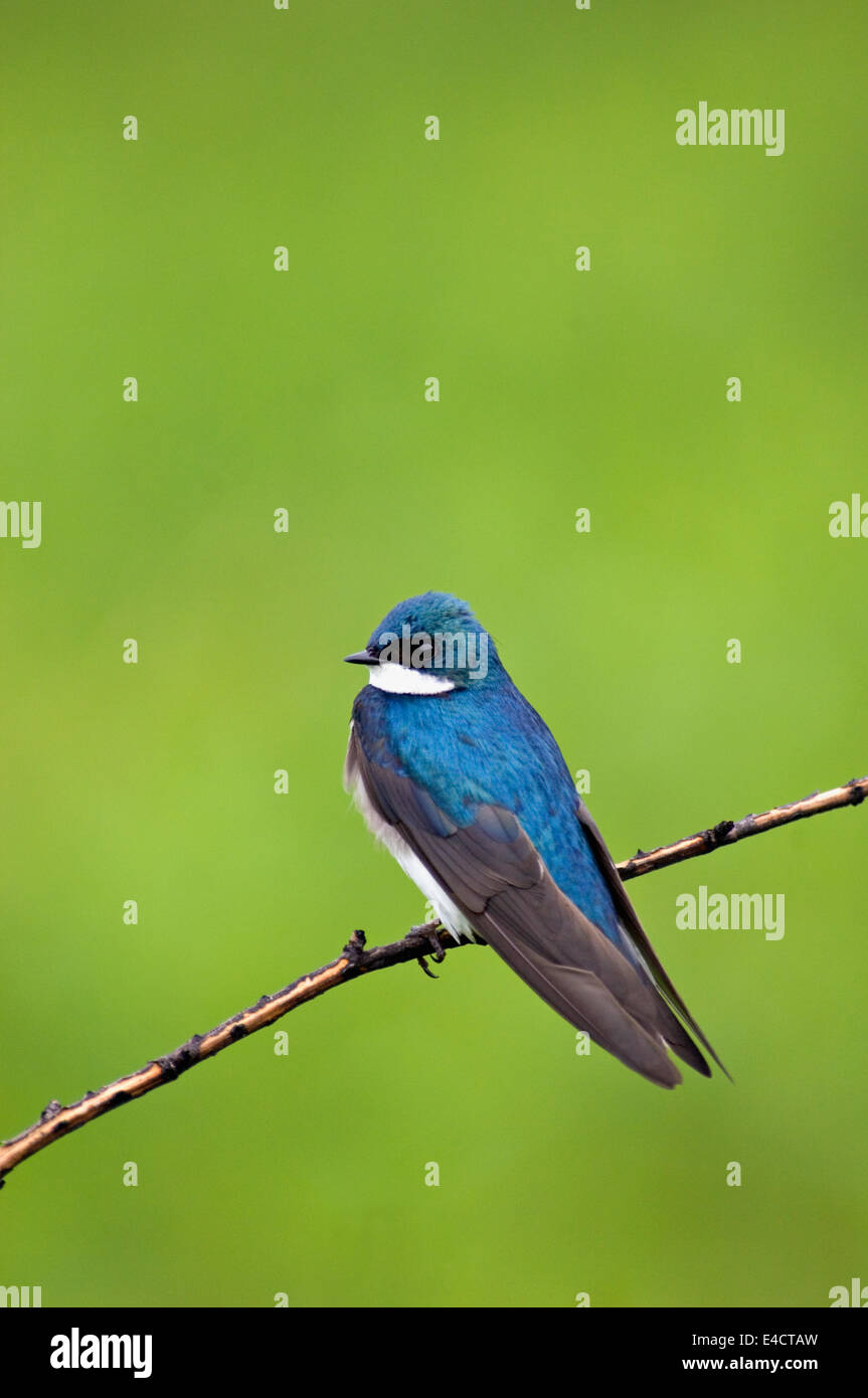 Tree Swallow maschio Foto Stock