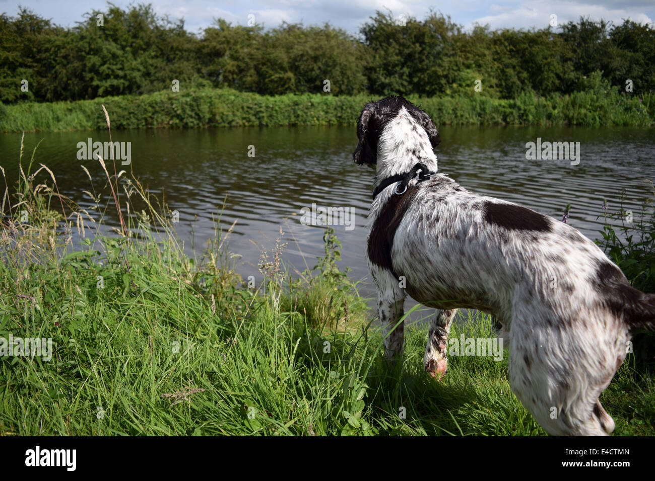 Springer Spaniel cane cercando su un canale, pronto a calarsi in. Foto Stock
