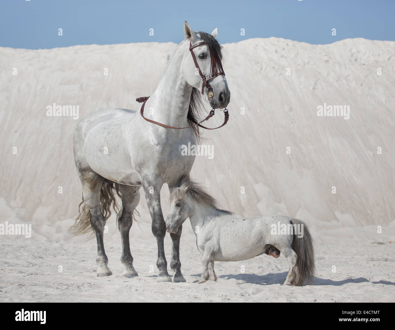 Due cavalli bianchi sul deserto luminoso Foto Stock