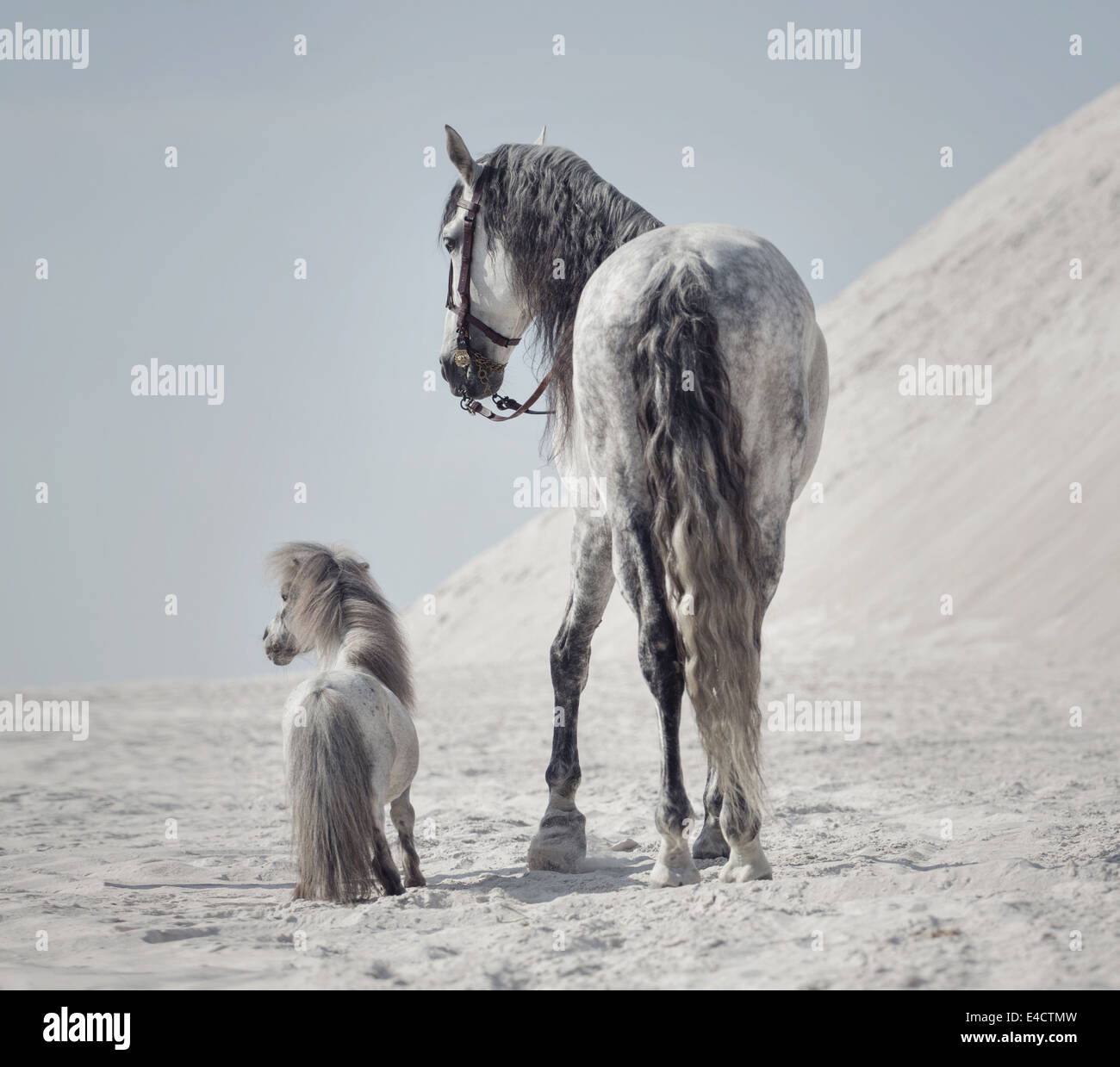 Grande colpo di due cavalli sul deserto Foto Stock