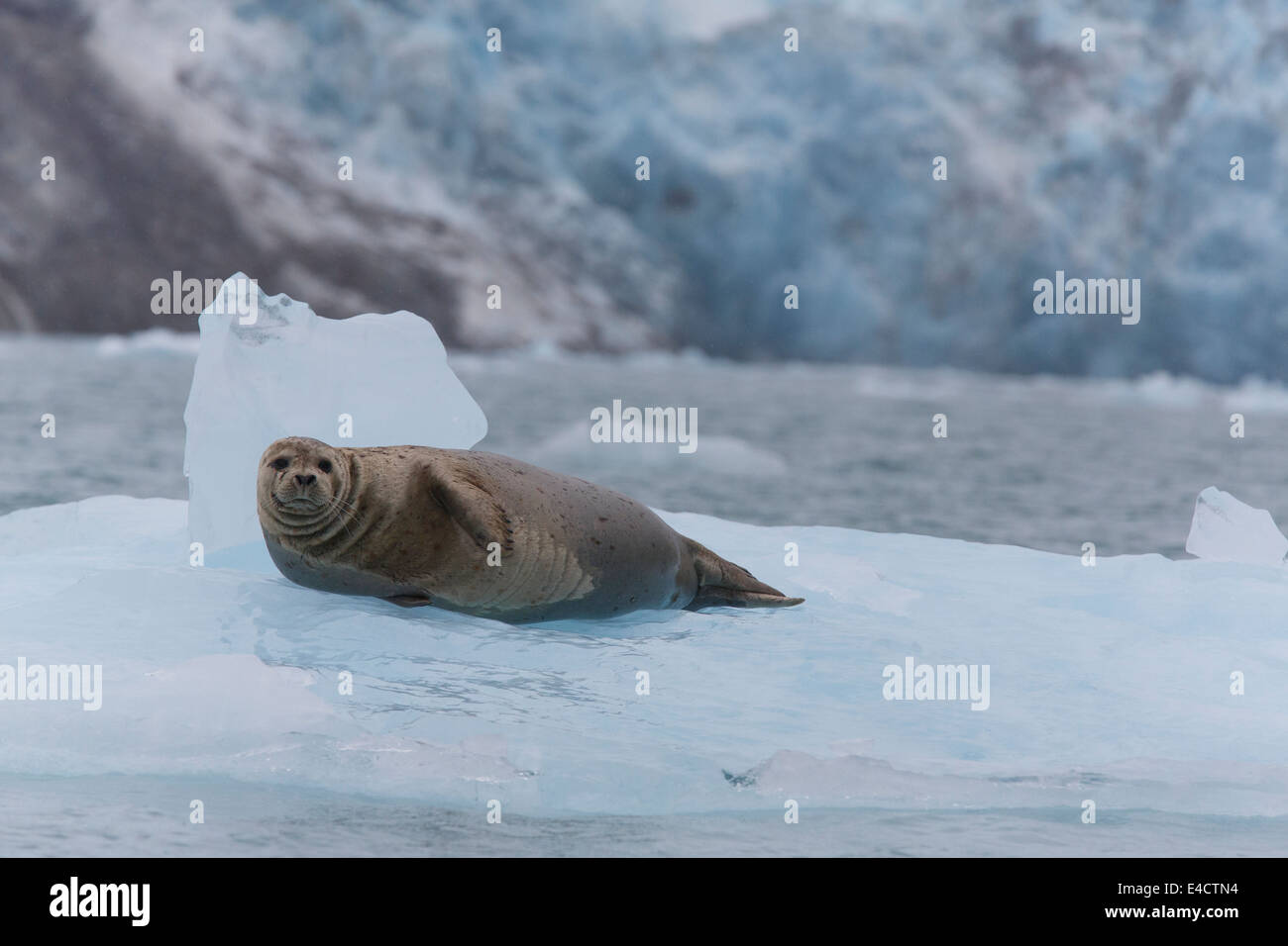 Guarnizione di tenuta del porto in Prince William Sound, Chugach National Forest, Alaska. Foto Stock