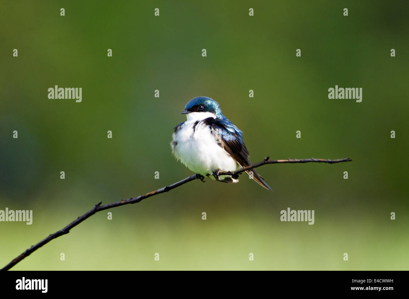 Tree Swallow maschio Foto Stock