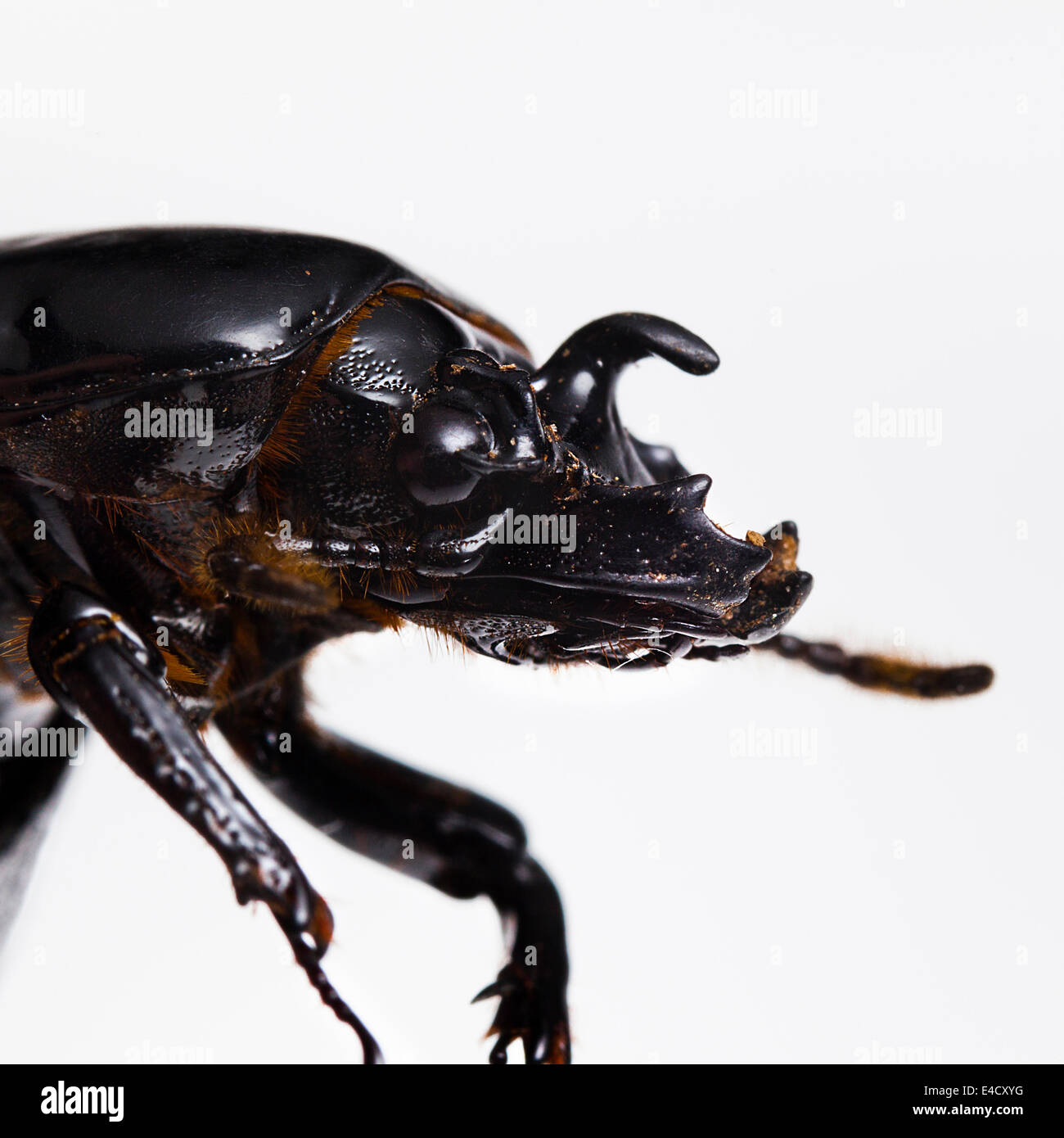 Vista ingrandita di Bess Beetle (Odontotaenius disjunctus) - USA Foto Stock