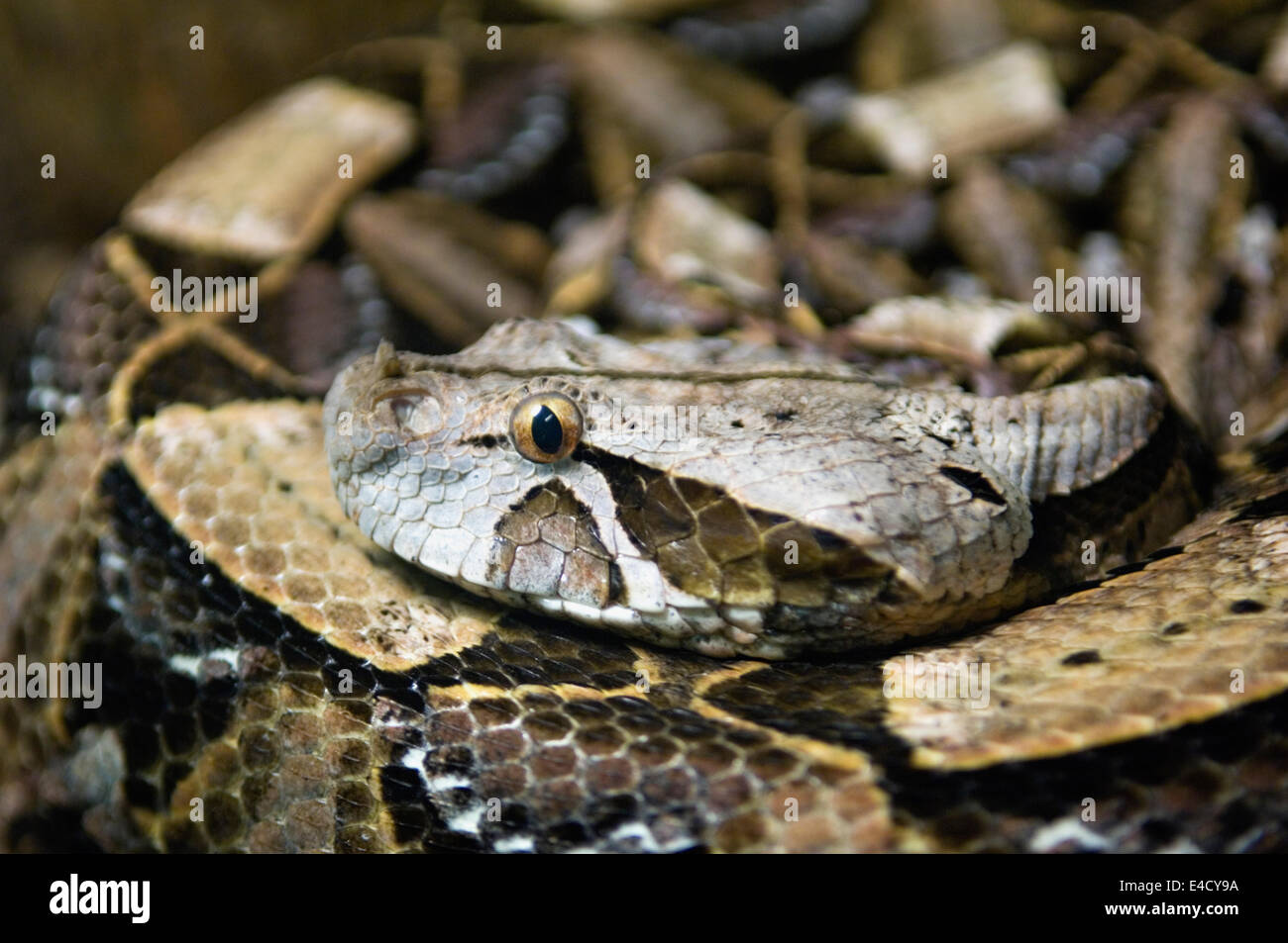 Vipera di Gaboon Foto Stock